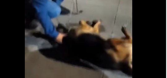 VIDEO: Captan a hombre arrastrar a perrito amarrado a su camioneta