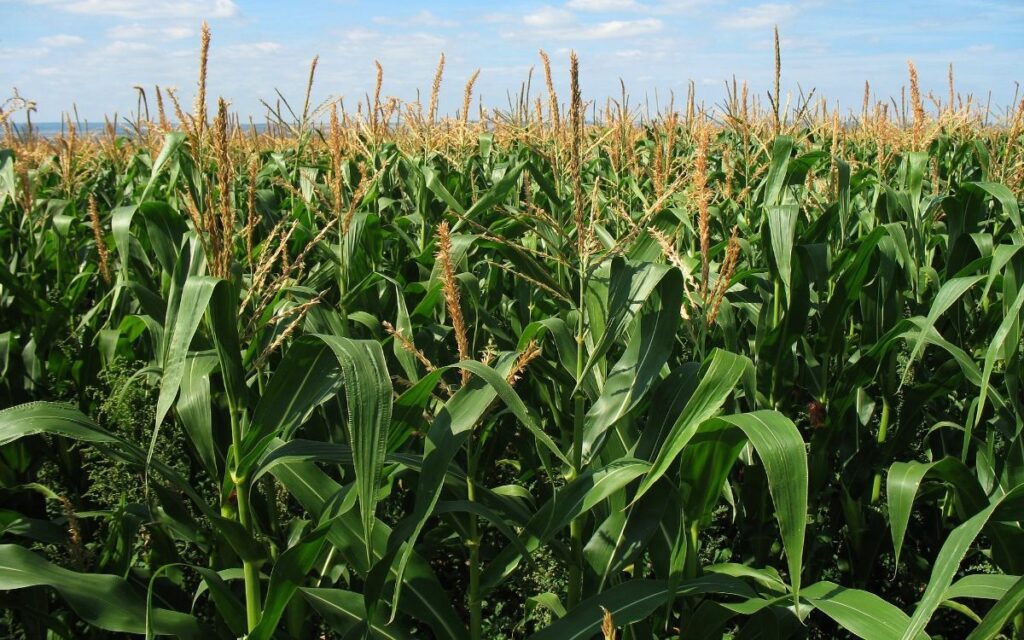 Agricultores de México prevén una ‘catástrofe alimentaria’, debido a los aranceles de EU