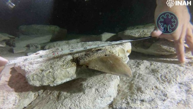 Descubrimiento de Dientes de Megalodón en Quintana Roo