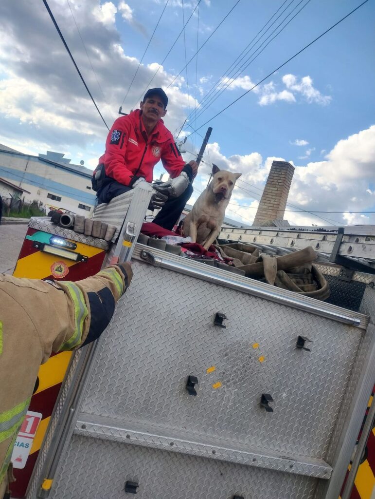 Bomberos de El Salto realizan rescates de mascotas en apuros