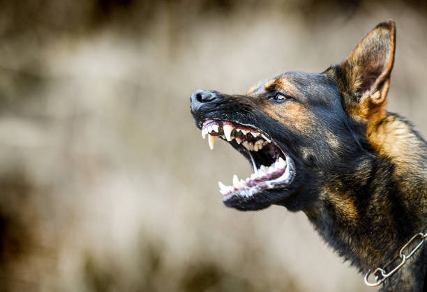 Bravo perro mordió a una niña