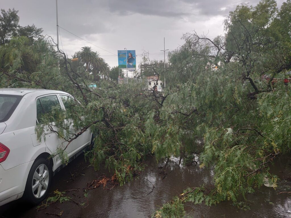 Intensa lluvia con caída de árbol aplasta 2 vehículos