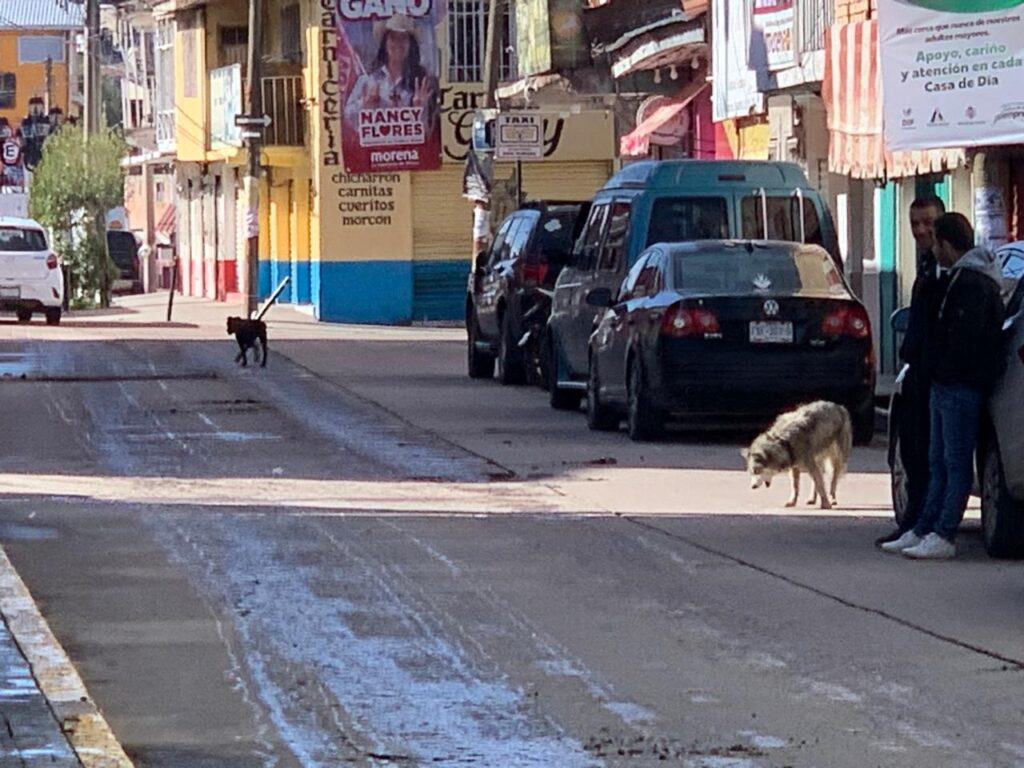 Alertan por multiplicación de perros en la vía pública