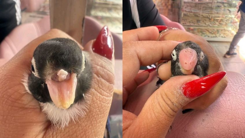 Manicurista crea prótesis de pico a pajarito y desata polémica en redes: ¿ayuda o peligro?