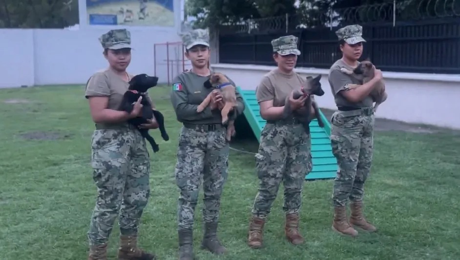 Semar entrena cachorros belga para seguridad del Mundial 2026