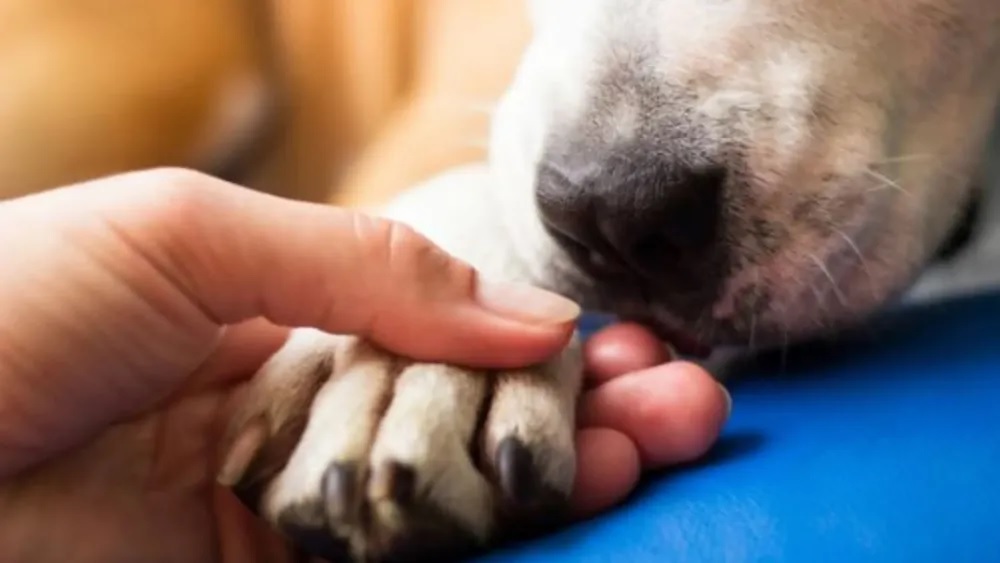 Comisión del Trabajo aprueba idea de legislar permiso laboral por muerte de mascota