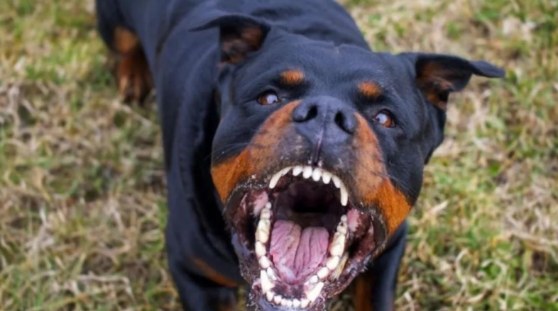 Niño de 9 años pierde la vida tras brutal ataque de su propio perro