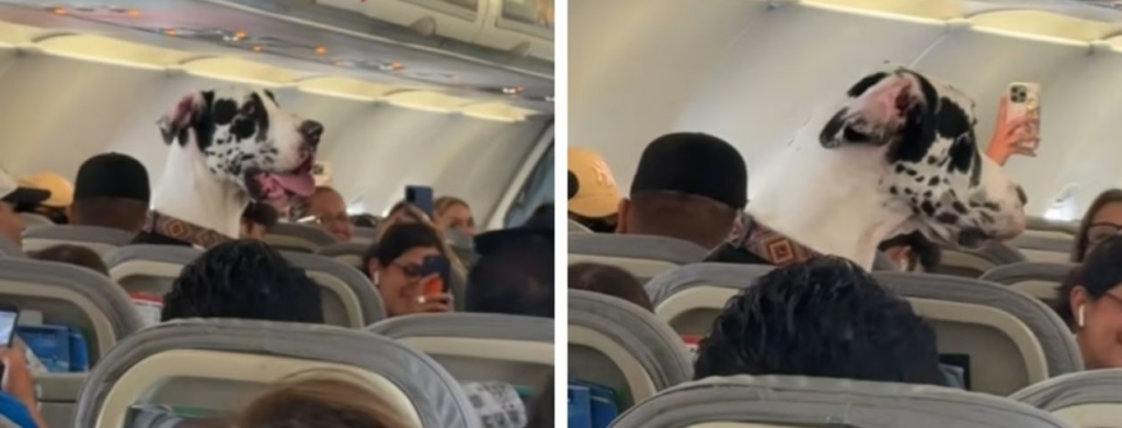 VIDEO: ¡Pasajero peludo a bordo! Gran danés viaja en avión y causa sensación