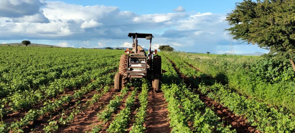 México cerca de la autosuficiencia en frijol; el reto es garantizar precio justo a productores: Jorge Pérez
