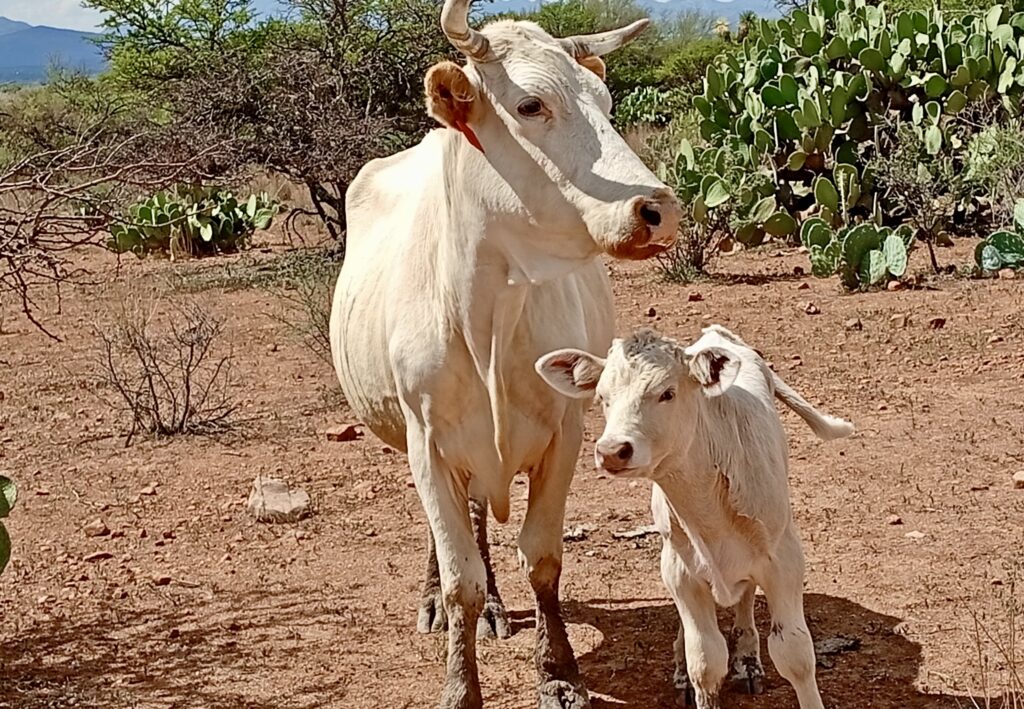 Rabia bovina no representa riesgo en Durango: UGRD