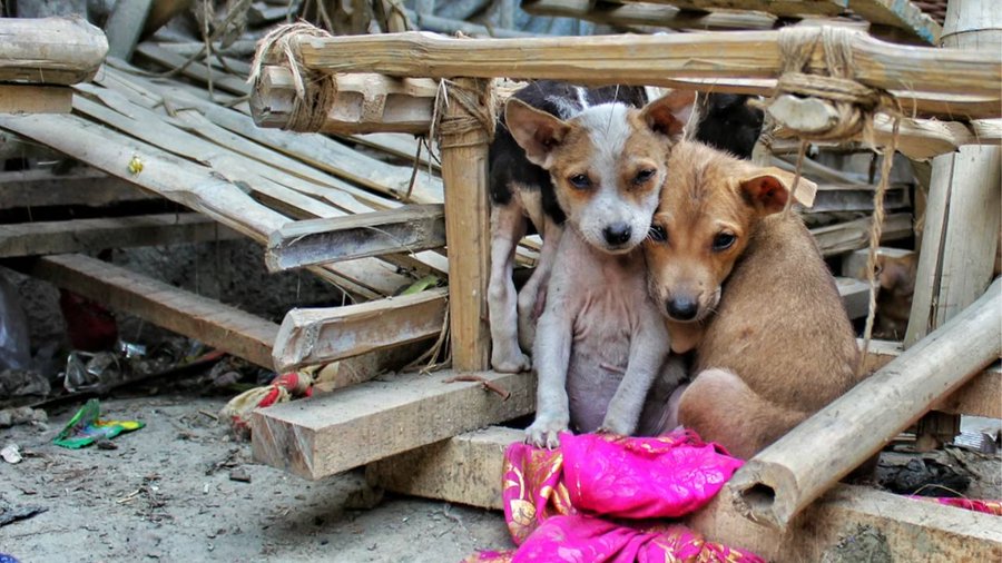 Denuncian envenenamiento masivo de perros y gatos en Chiapas y Guanajuato