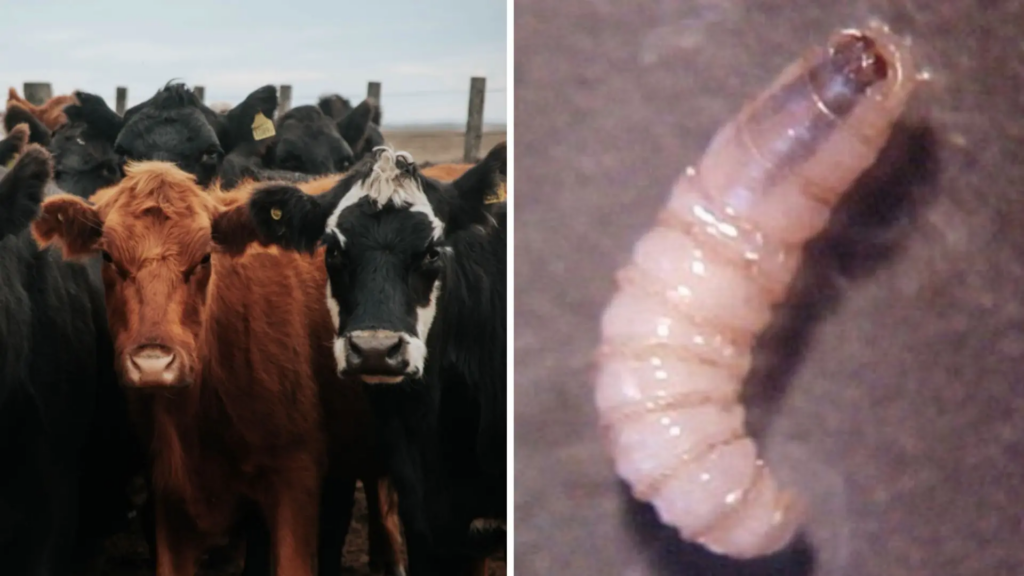 Productores de carne exigen liberar mosca estéril y no aumentar restricciones al ganado