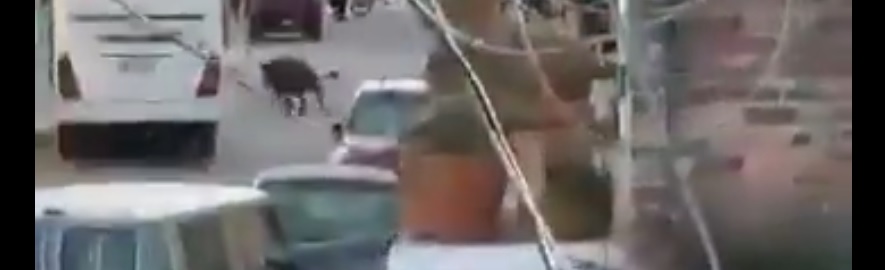 VIDEO: Toros sueltos convierten calles en un campo de terror y destrozos