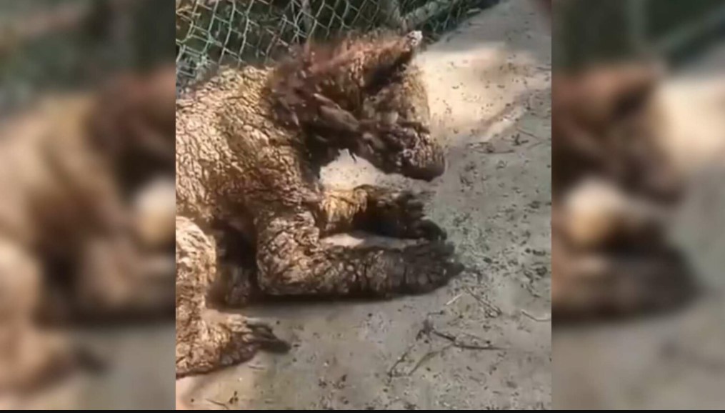Profepa Confirma Estado Delicado de Osa en Zoológico La Pastora