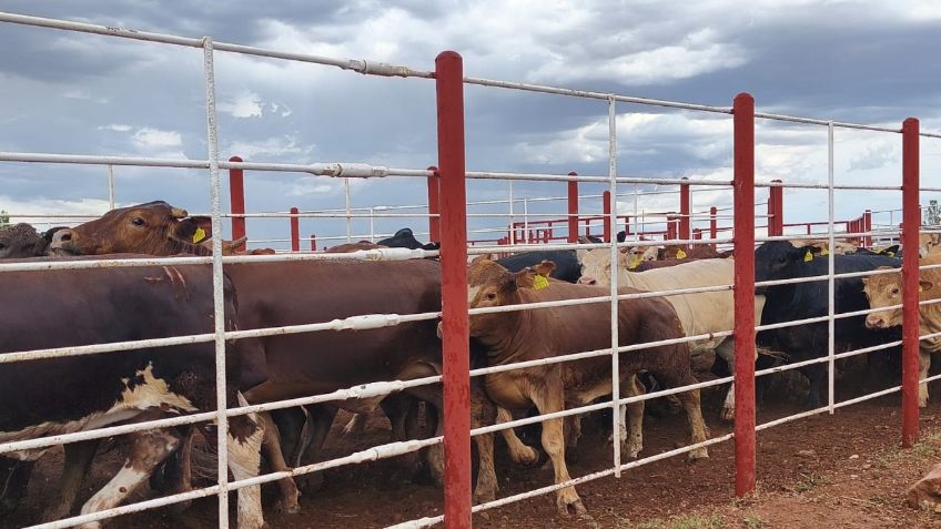 Inspeccionan estados del norte para posible reapertura de la exportación de ganado a EU