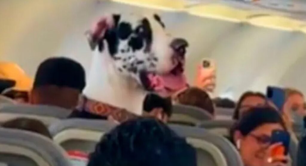 VIDEO: ¡Gigante del aire! Gran Danés roba miradas y corazones en pleno vuelo