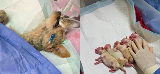 “Cereza”, la perrita embarazada que sobrevivió a explosión de una pipa y lucha por su vida junto a sus cachorros