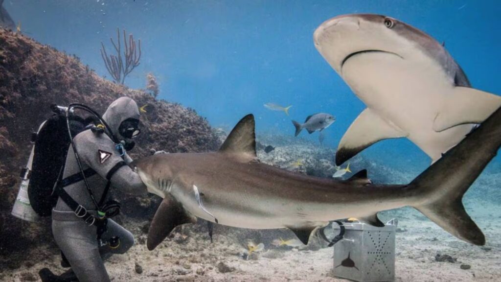 Evalúan trajes acuáticos resistentes a mordidas de tiburones.