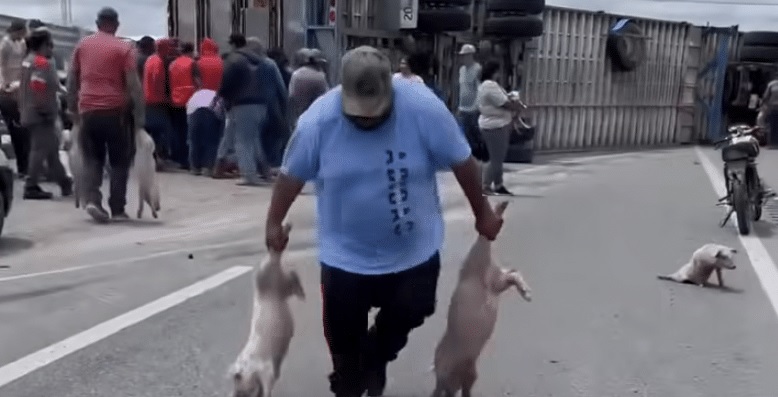 VIDEO: Tráiler con cerdos vuelca y pobladores hacen rapiña