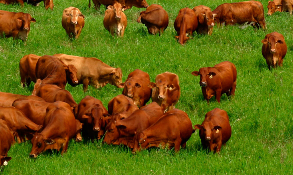 Detectan publicación falsa de venta de ganado de criadero Militar de Santa Gertrudis
