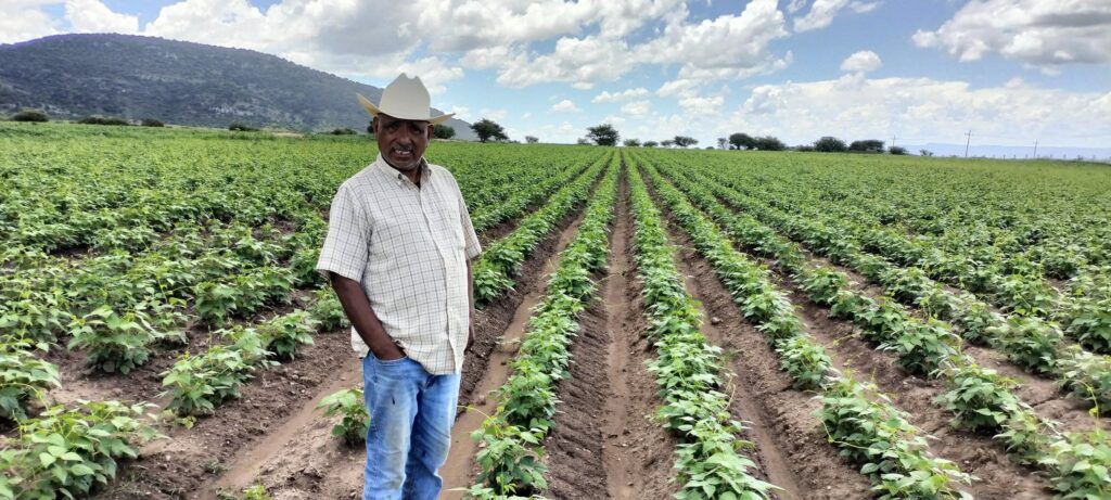 Productores piden frenar importación de frijol extranjero para proteger al campo de Durango