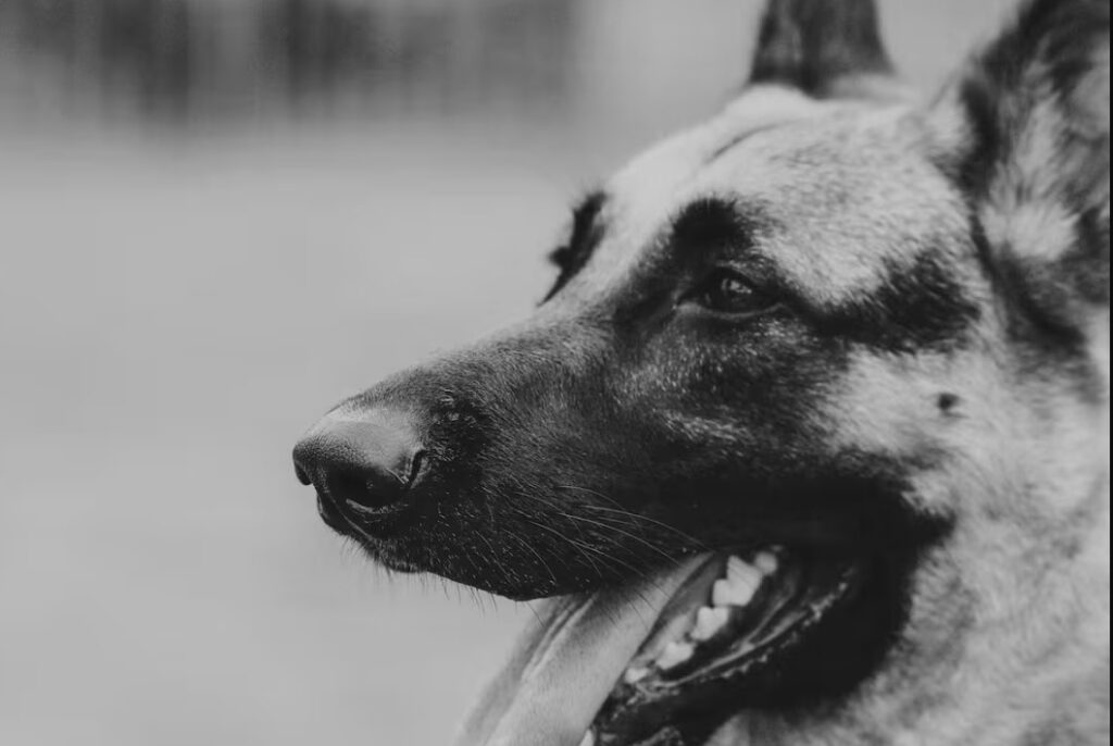 Perro policía recibe placa de titanio para prolongar su servicio