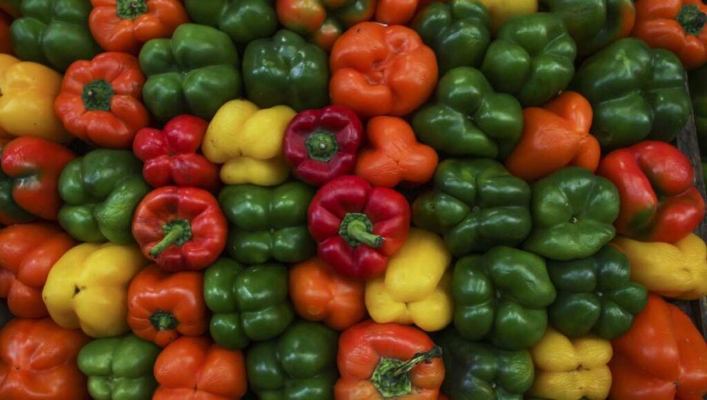 Pimiento morrón mexicano llegará a Japón tras 16 años de gestiones