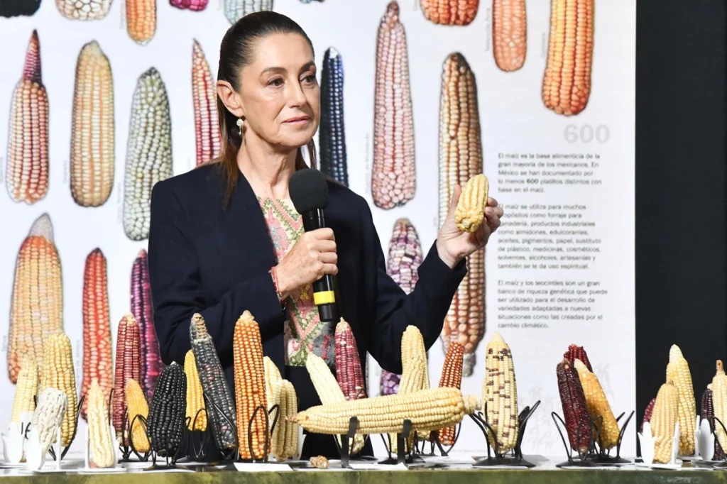 Sheinbaum anuncia nueva estrategia para fortalecer cultivo de maíz criollo