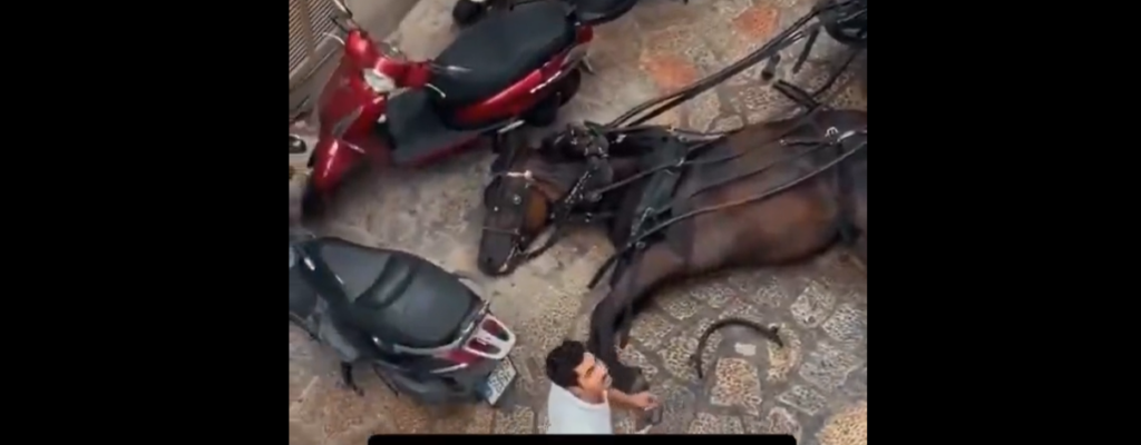 VIDEO: Caballo colapsa mientras jalaba una carreta, turistas lo ignoraron