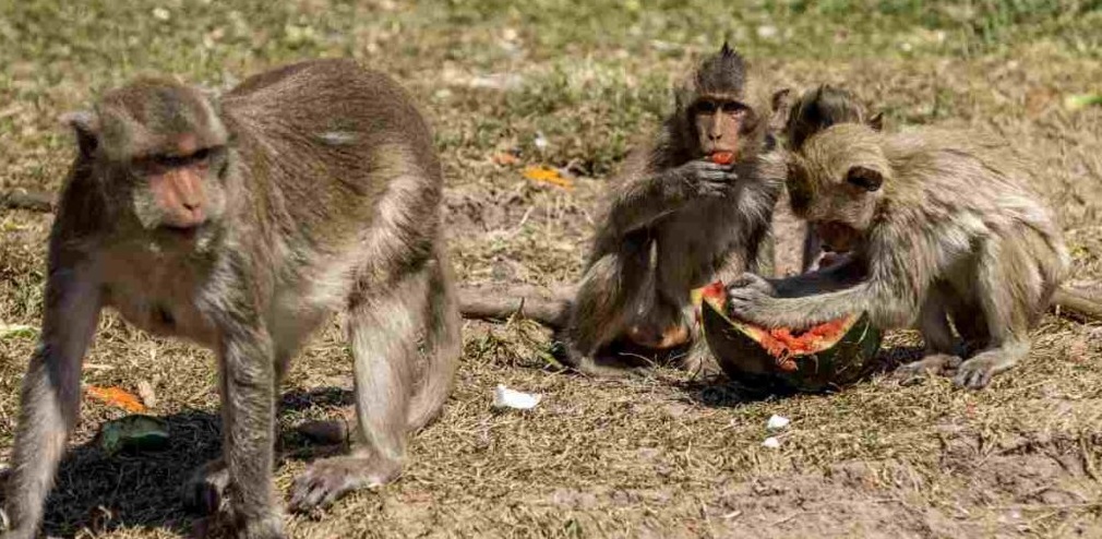Monos secuestran a bebé y lo arrojan a un bidón de agua