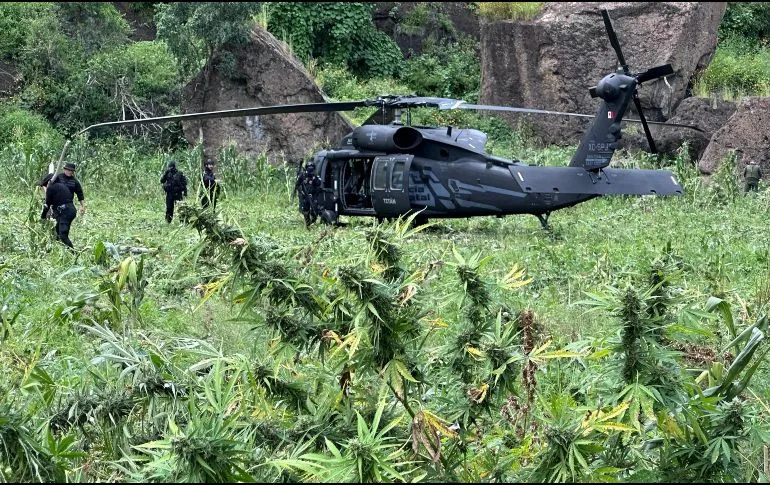 Aseguran 52.5 toneladas de marihuana en Hostotipaquillo