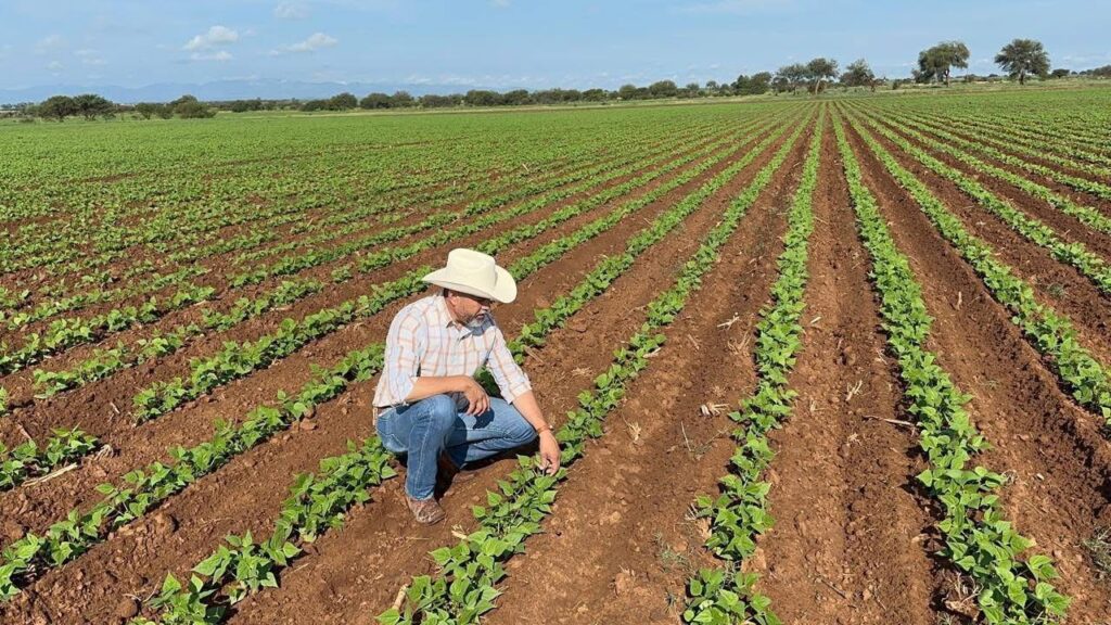 Durango destaca en producción de frijol y manzana: INEGI