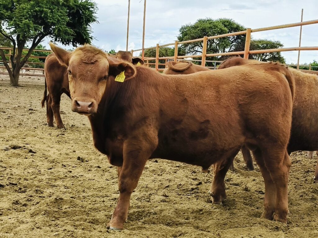 Abren convocatoria de apoyo a productores para adquisición de sementales bovinos en Durango