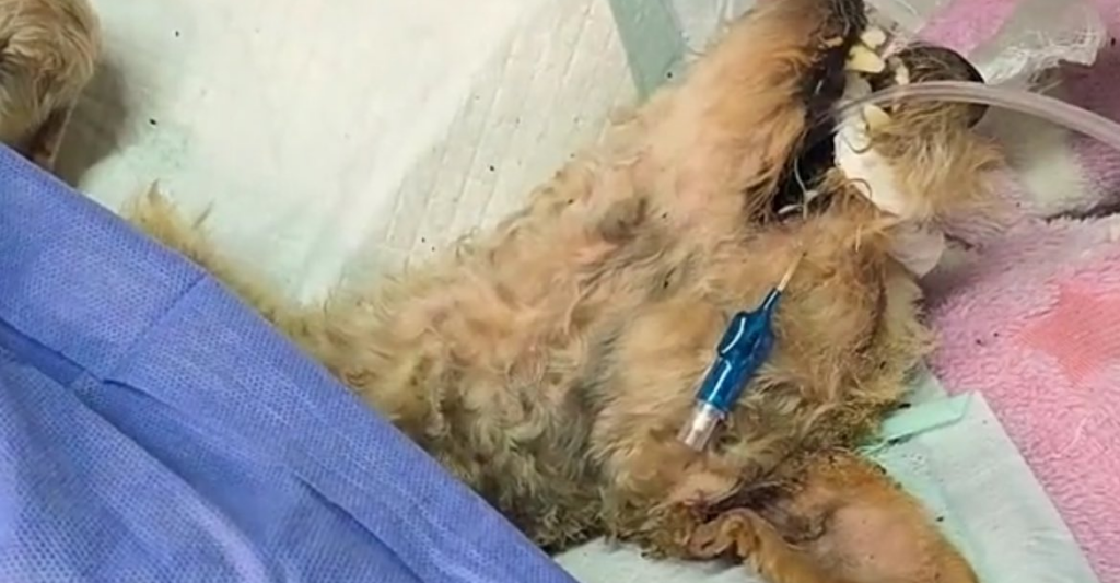 Cereza, la perrita que desafió el fuego, supera su primera cirugía y sigue luchando