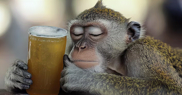 ¿Por qué nos gusta el alcohol? Los monos podrían tener la respuesta