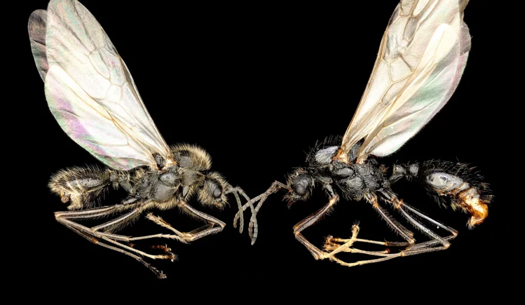 Hormigas Clonadoras: Un hallazgo que podría reescribir la biología