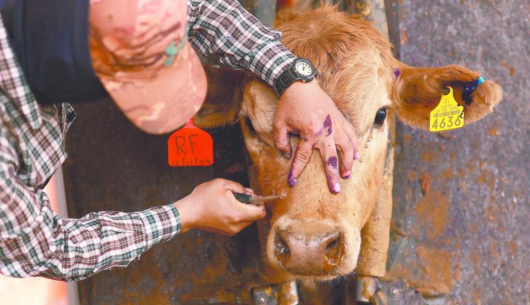 EE.UU. critica a México por supuesta falta de control del gusano barrenador en ganado