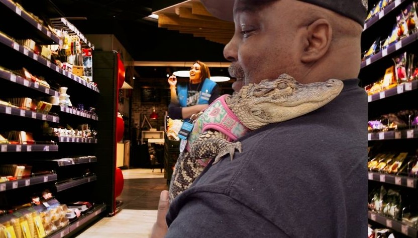 Niegan la entrada a un centro comercial a hombre que llevaba a su cocodrilo de “apoyo emocional”