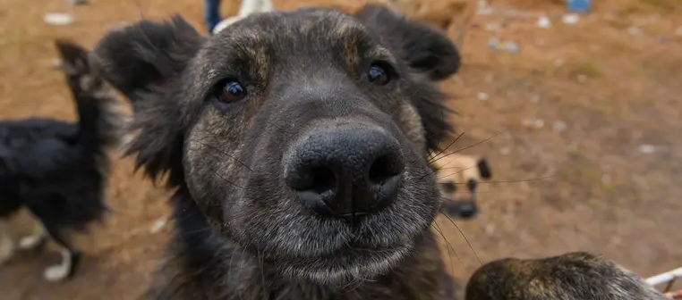 Protege a tu mascota: organizaciones recomiendan mochila de emergencia ante sismos