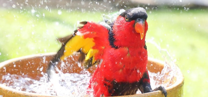 Olas de calor extremo amenazan la supervivencia de aves tropicales