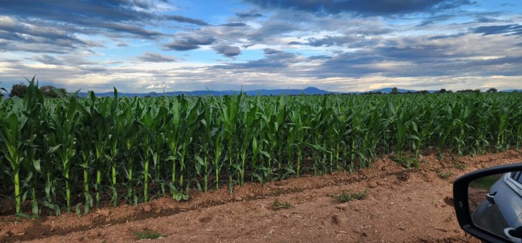 Semilla mexicana de maíz híbrido compite con transnacionales