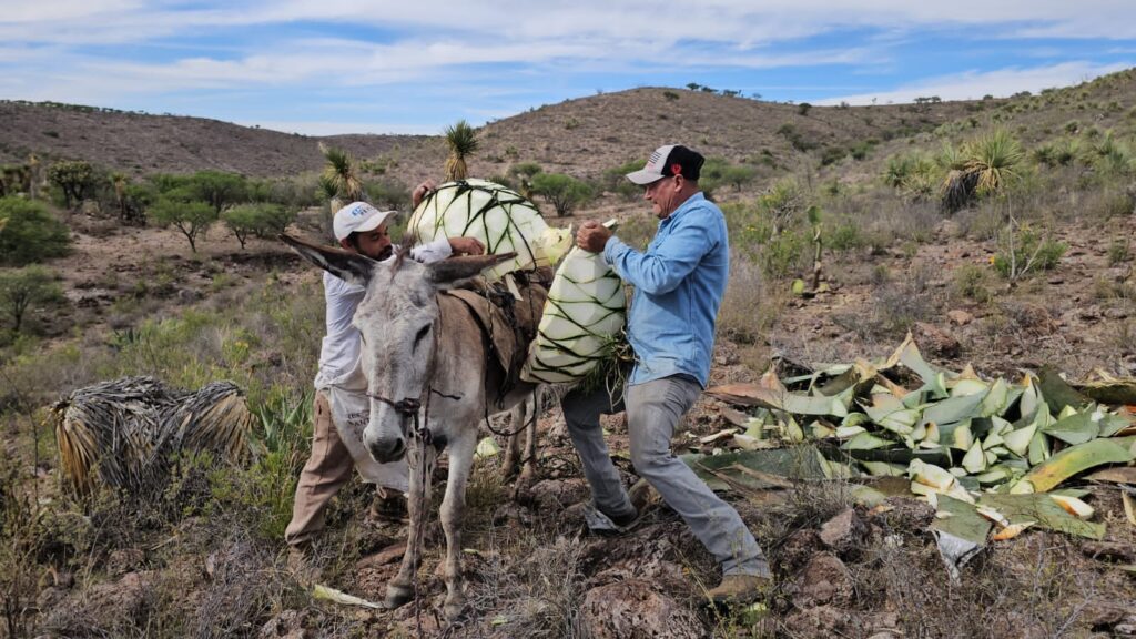 Diputados de Durango aprueban acuerdo para exentar de IEPS a pequeños productores de mezcal