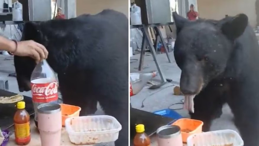 Oso sorprende a trabajadores de una obra en Nuevo León