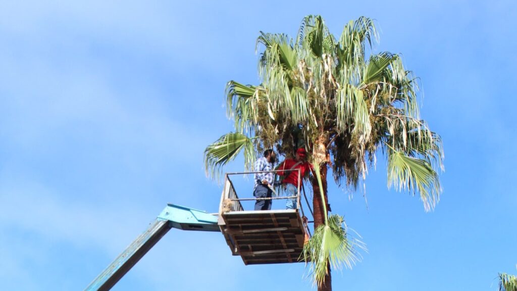 Continúa el mantenimiento de áreas verdes en Vicente Guerrero