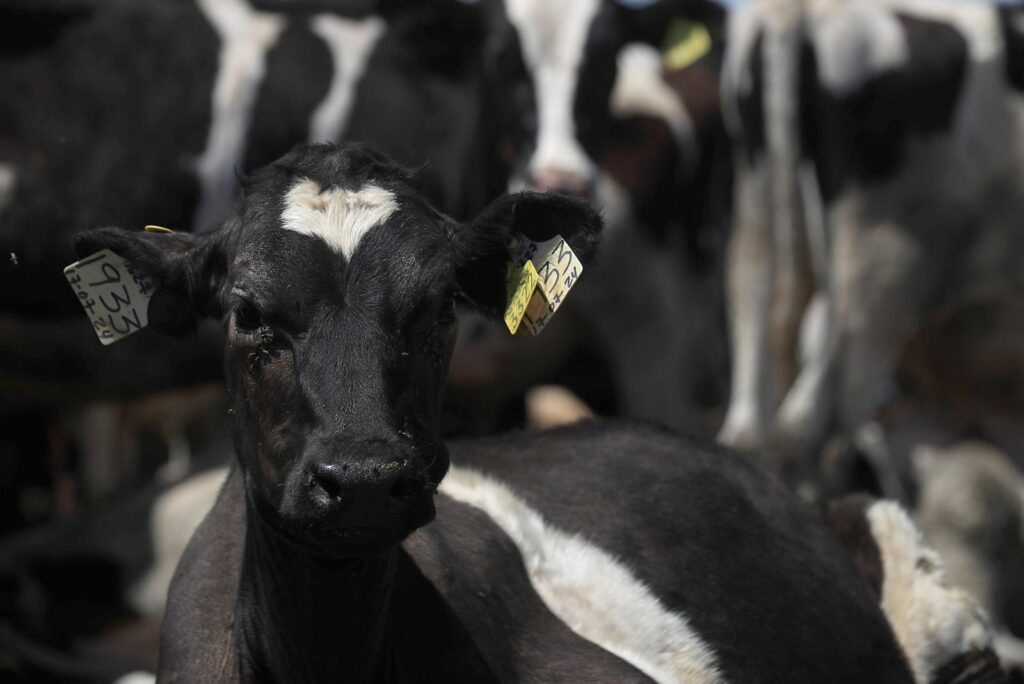 México espera reanudar exportación de ganado a EU en dos meses
