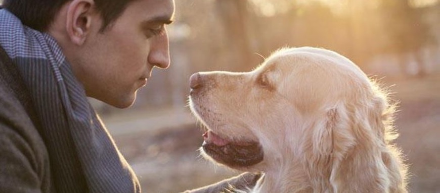 Los perros entienden tu “sí” y tu “no” solo con escuchar tu voz