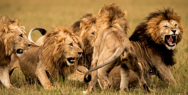 Guardia pierde la vida en ataque de siete leones en zoológico