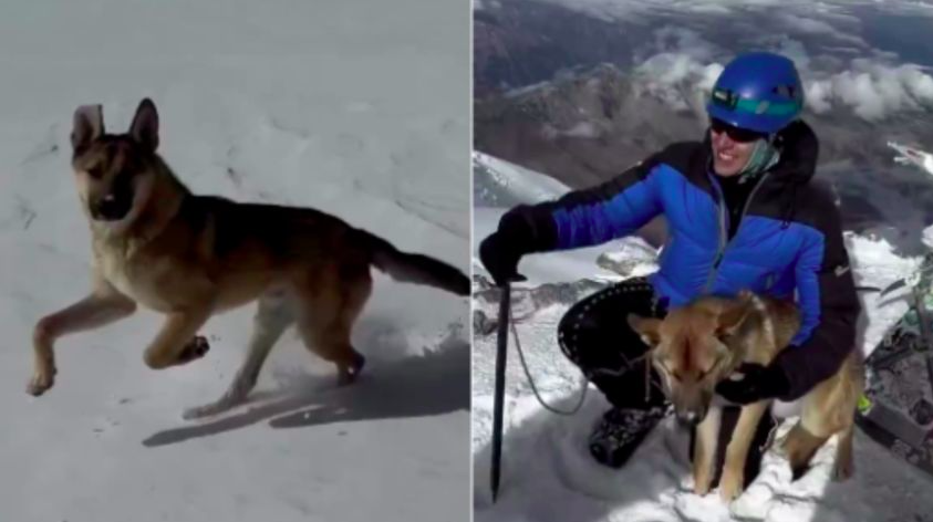 Perrito Sorprende al Conquistar la Cima de la Montaña más Alta de Rusia
