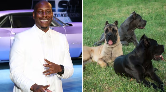 Tyrese Gibson, estrella de ‘Rápido y Furioso’, es investigado por crueldad animal