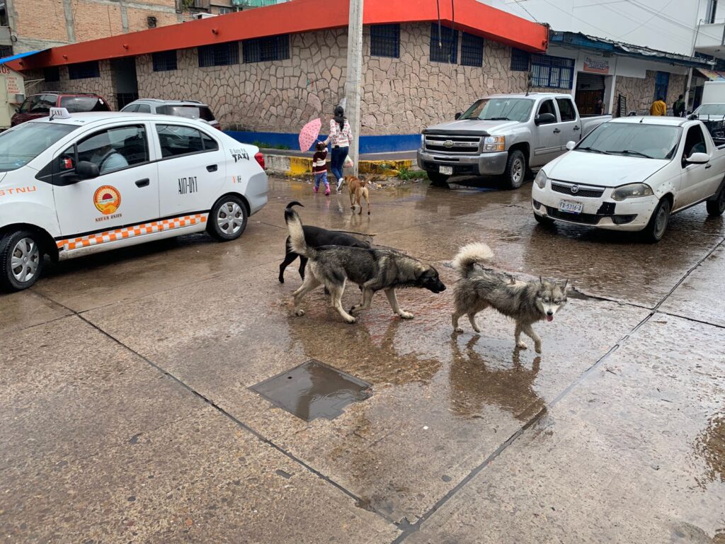 Piden acciones contra la sobrepoblación canina